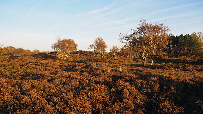 heide im herbst bild 01