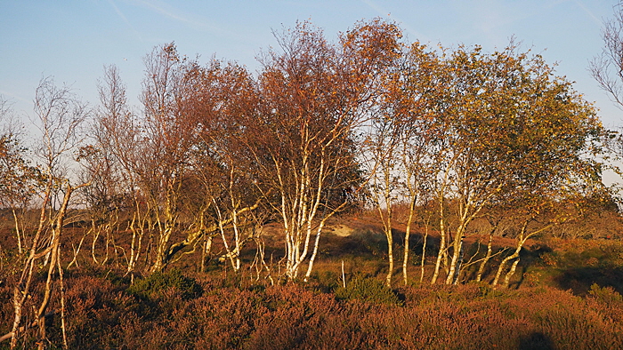 heide im oktober bild 01