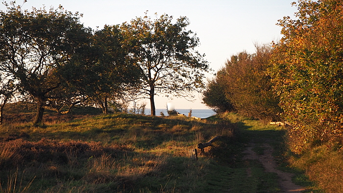 heide im oktober bild 02