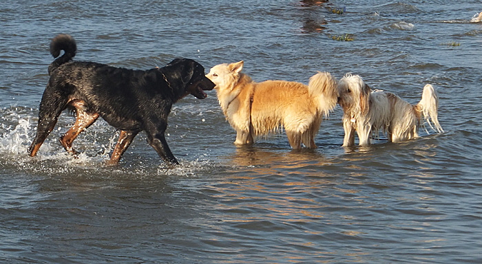 hundestrand sahlenburg bild 008