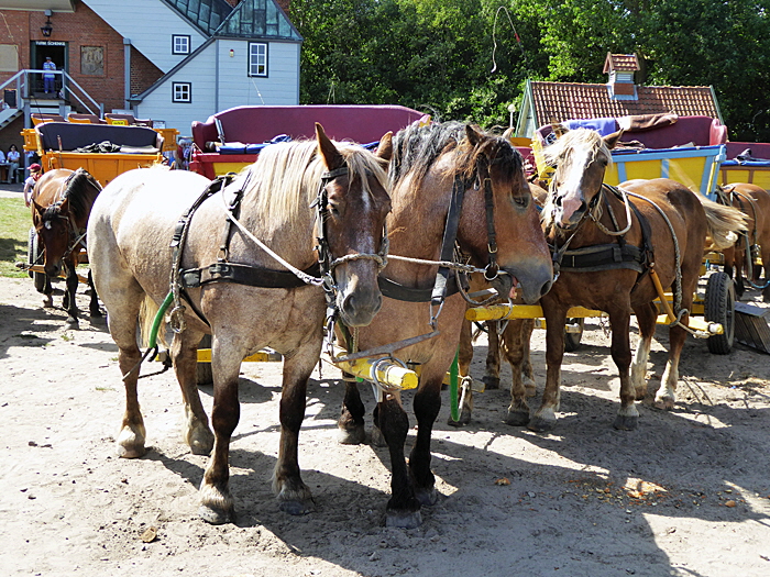 wattwagen tour neuwerk bild 09