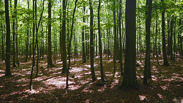 wernerwald bild 09