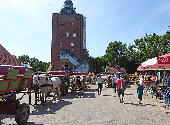 turmwurt neuwerk bild 012